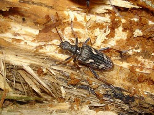 Rhagium bifasciatum