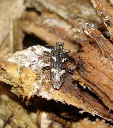 Rhagium bifasciatum
