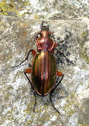 Carabus auronitens festivus