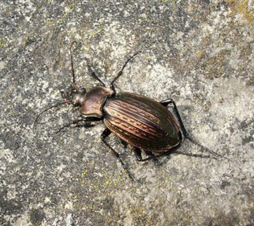 Carabus cancellatus