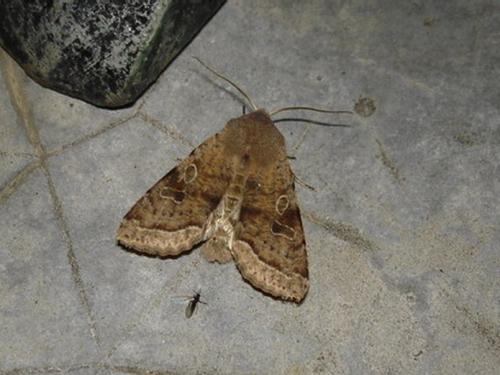 Réf. 7 216 : Orthosia incerta