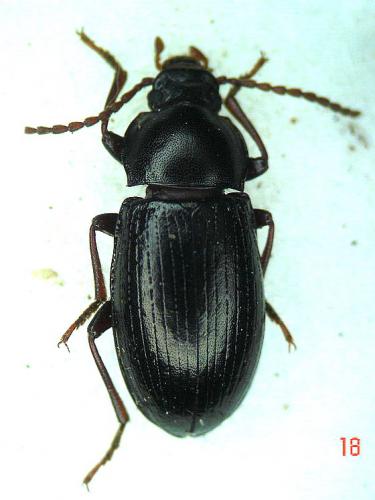 Réf. 7 230 : Nalassus ecoffeti