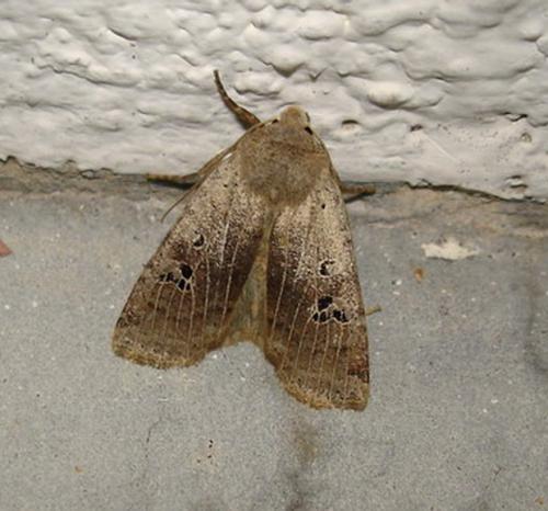Réf. 7 323 : Conistra rubiginosa