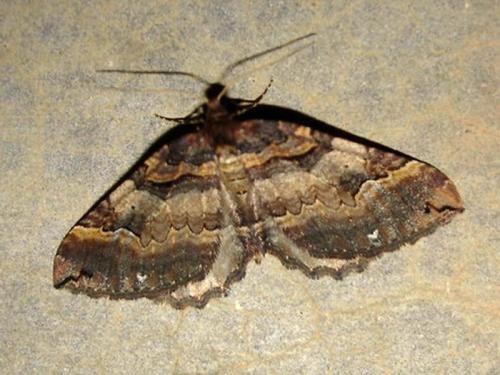 Earophila badiata