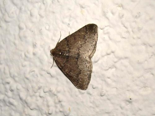Aleucis distinctata