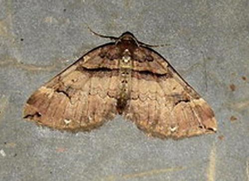 Earophila badiata