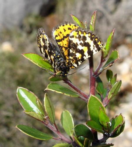 Réf. 7 403 : Eurranthis plummistaria