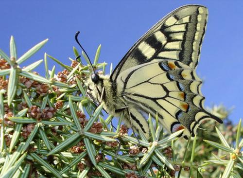 Papilio machaon