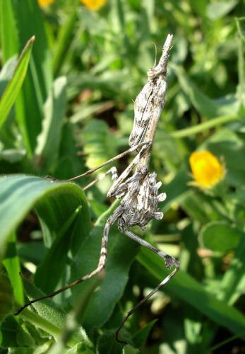 Réf. 7 408 : Empusa pennata