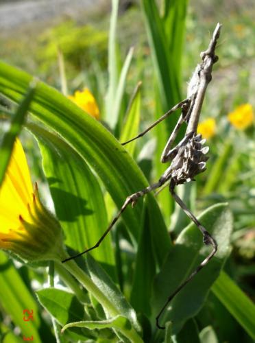 Réf. 7 404 : Empusa pennata