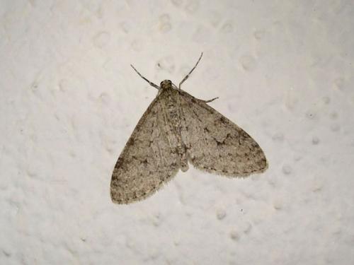 Réf. 7 487 : Trichopteryx carpinata