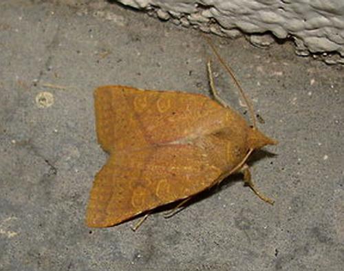 Jodia croceago