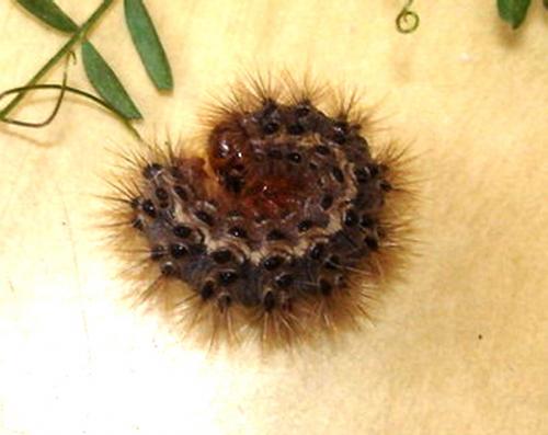 Cymbalophora pudica