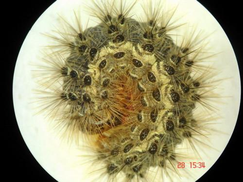Cymbalophora pudica