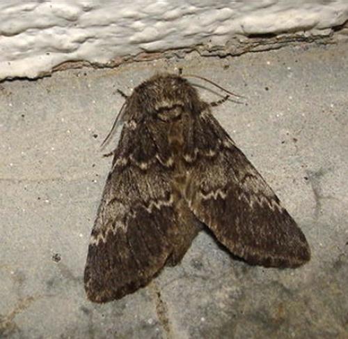 Drymonia ruficornis