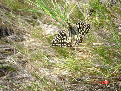 Zerynthia rumina