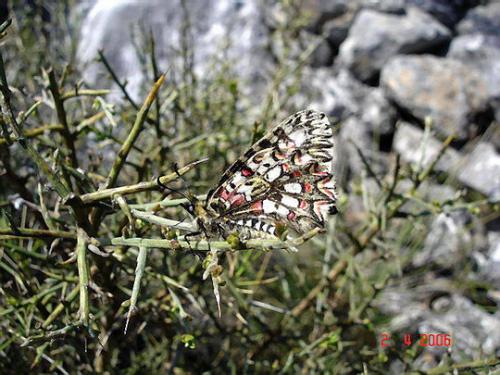 Zerynthia rumina