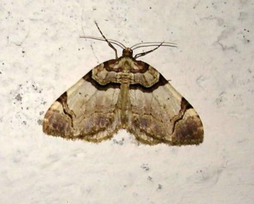 Réf. 7 573 : Anticlea derivata