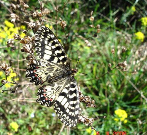 Réf. 7 609 : Zerynthia polyxena cassandra