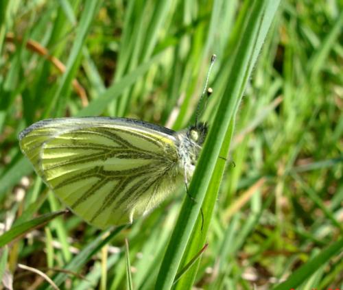 Réf. 7 615 : Pieris napi