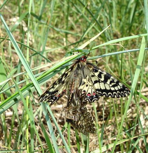 Zerynthia polyxena