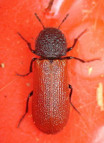 Bostrichus capucinus
