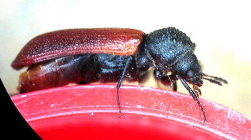 Bostrichus capucinus