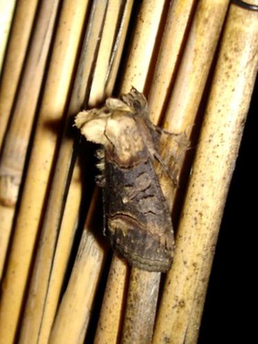 Abrostola triplasia