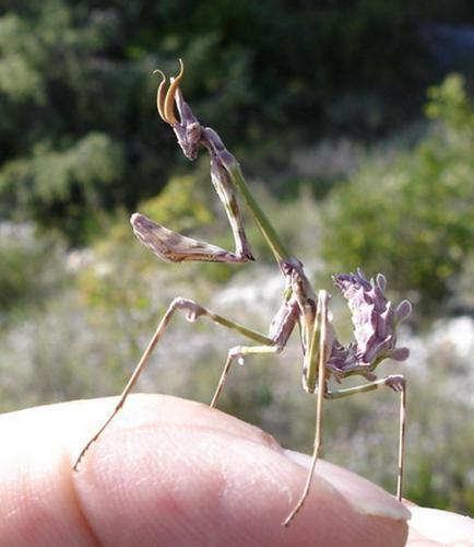 Réf. 7 855 : Empusa pennata