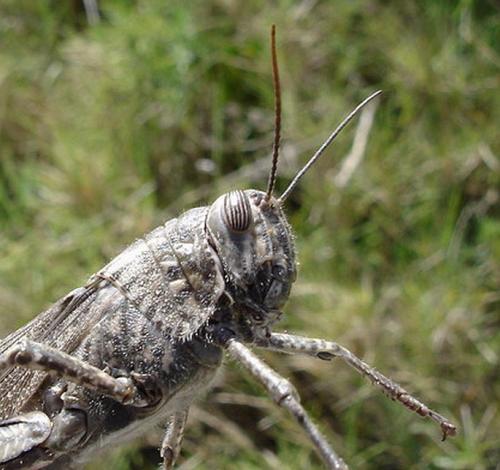 Réf. 7 869 : Anacridium aegyptium