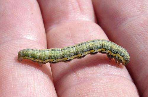 Isturgia miniosaria