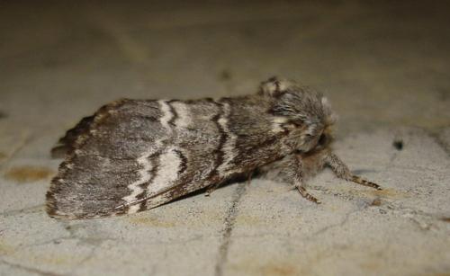 Drymonia ruficornis