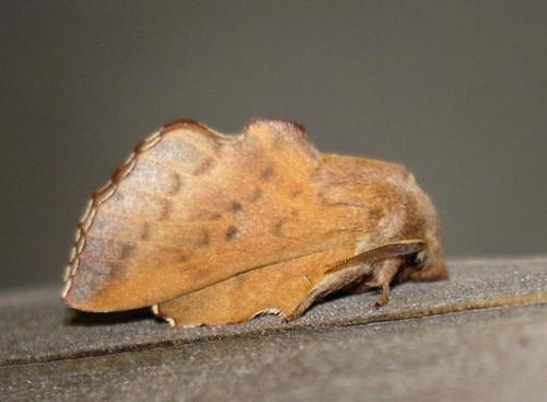 Réf. 7 862 : Phyllodesma tremulifolia