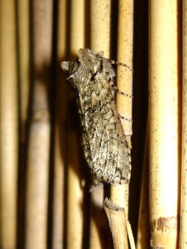 Polyploca ridens