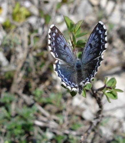 Scolitantides orion