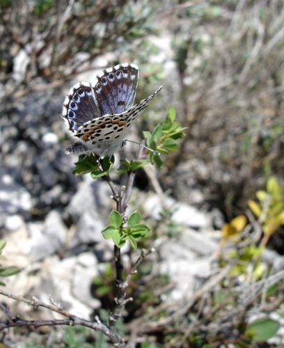 Scolitantides orion
