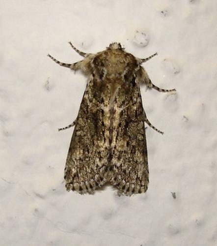 Polyploca ridens