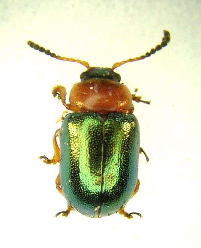 Réf. 7 977 : Gastrophysa polygoni