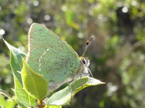 Réf. 7 523 : Callophrys rubi