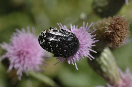 Oxythyrea funesta