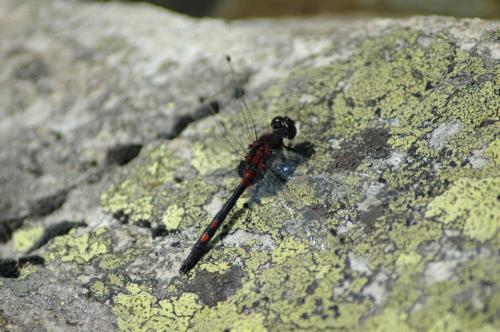 Leucorrhinia dubia