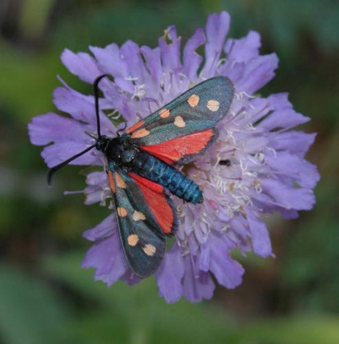 Réf. 7 407 : Zygaena transalpina