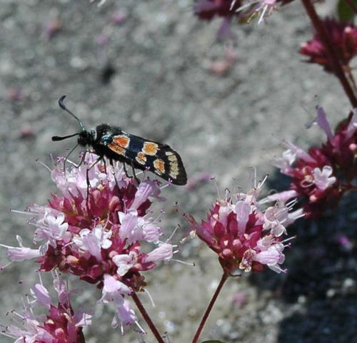 Réf. 7 406 : Zygaena carniolica