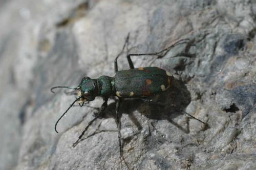 Réf. 7 411 : Cicindela sylvicola