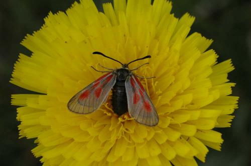 Réf. 7 405 : Zygaena exulans