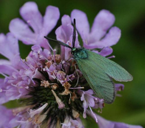 Réf. 7 399 : Adscita sp.