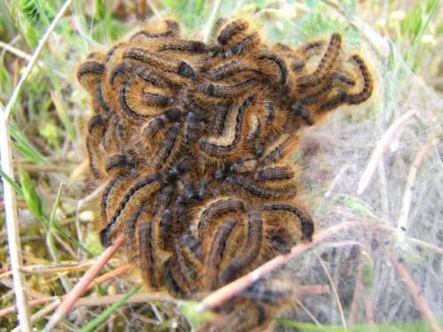 Malacosoma franconica