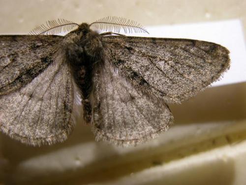 Phigalia pilosaria