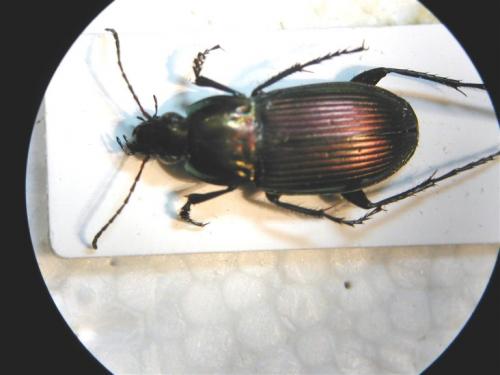 Réf. 7 041 : Poecilus sp.