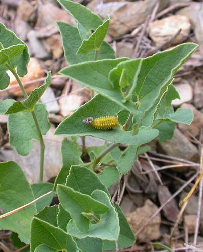 Zerynthia rumina